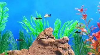 Fish Tycoon