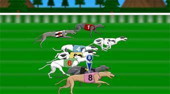 Závod chrtů | (Greyhound Racer) | Online hra zdarma | Superhry.cz