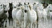 Puzzle s koňmi