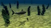 Great White