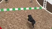 Dog Simulator