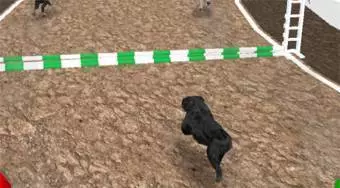 Dog Simulator