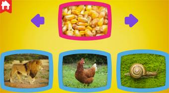 What Do Animals Eat